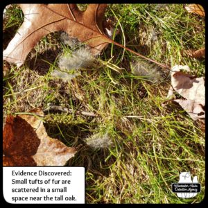 fur scattered on ground