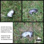 dead mouse collage