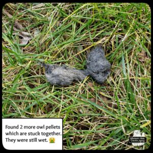 owl pellet in grass