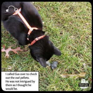 Gus smelling owl pellet in grass