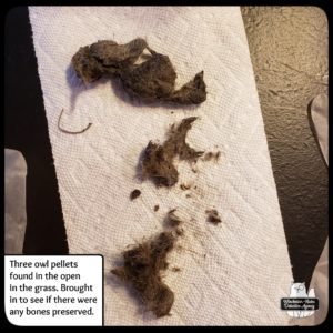 owl pellet dissection