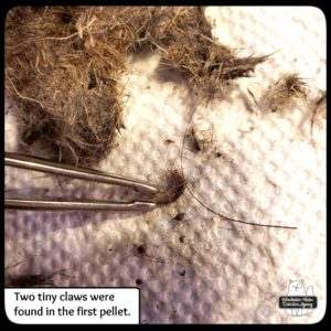 owl pellet dissection