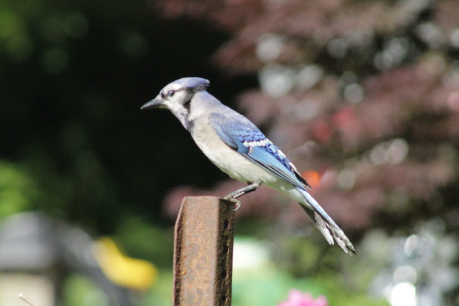 blue jay