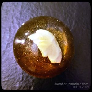 bone in amber colored resin