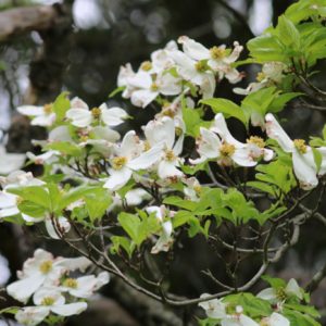 tree blossoms