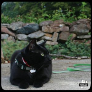 Gus outside