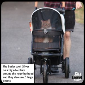 Ollie in stroller