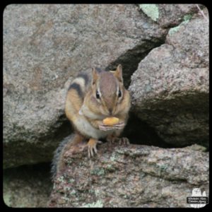 chipmunk