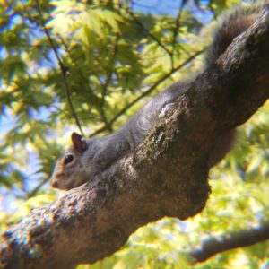 squirrel in tree