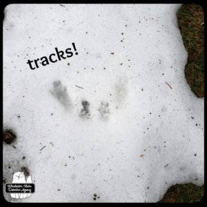 squirrel tracks in snow