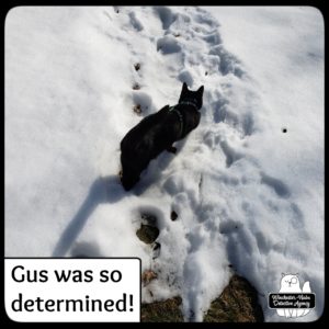 Gus in snow