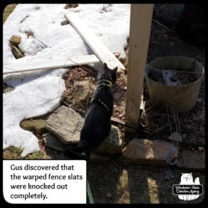 Gus finds broken fence
