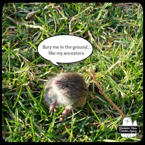 close up of a meadow vole