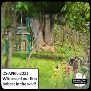 bobcat in yard