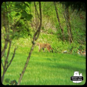 bobcat in yard