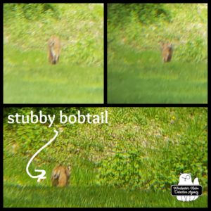 bobcat in yard