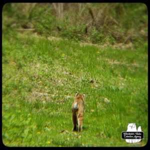 bobcat in yard