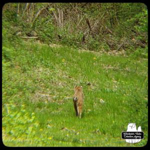 bobcat in yard