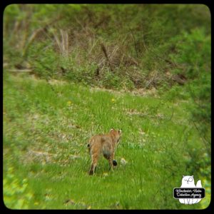 bobcat in yard