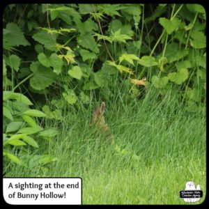 baby bunny in grass