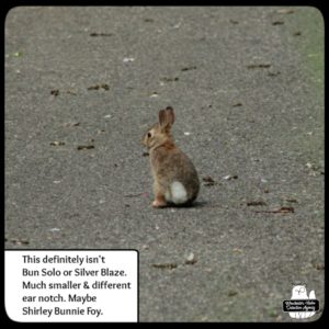 baby bunny in driveway