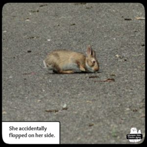 baby bunny in driveway