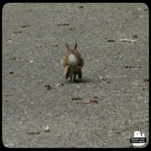 baby bunny in driveway