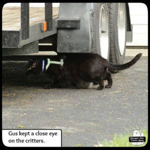 Gus stalking