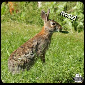 bunny wolpertinger Shirley Bunnie Foy