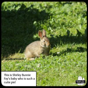 baby rabbit bunny