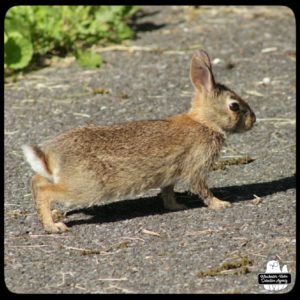 baby bunny in driveway