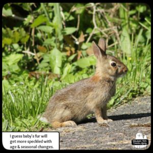 baby bunny in driveway