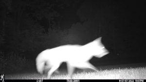 blurry fox on trail cam night vision