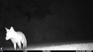 fox on trail cam night vision