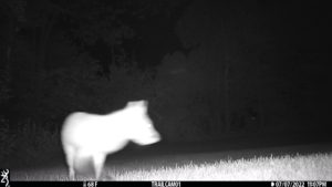 blurry fox on trail cam night vision