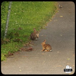 two bunnies in driveway