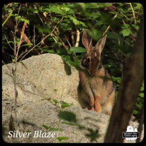 bunny Silver Blaze