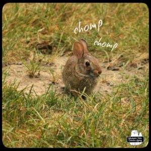 baby bunny in grass
