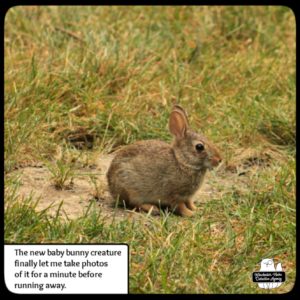 baby bunny in grass