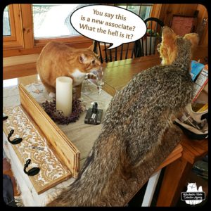 Oliver meeting taxidermied grey fox