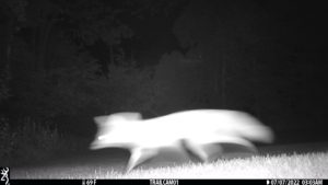 trailcam fox kitsune