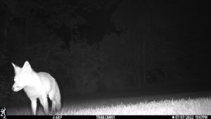 trailcam fox kitsune