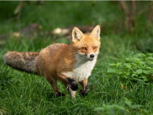 stock photo red fox