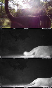 trail cam collage of cats