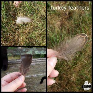 collage of turkey feathers