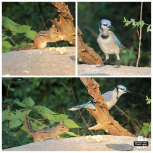 chipmunk and bluejay collage