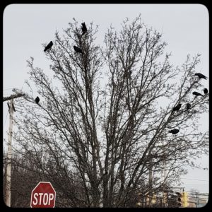 crows in tree