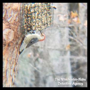 red-bellied woodpecker