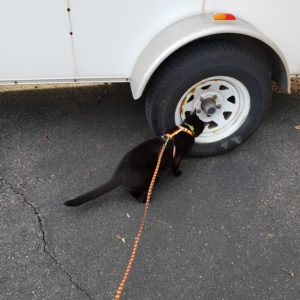 Gus sniffing the NY trailer