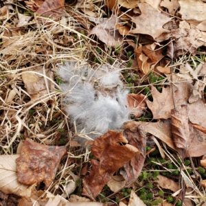 fur hair clump on the ground